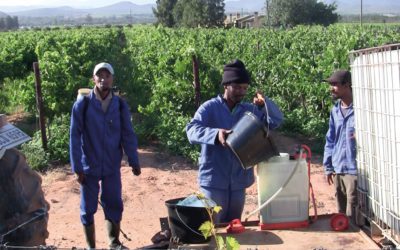 Documentary film reveals slave-like conditions behind South African wine labels, but is it doing the cause a disservice?